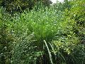 Hardy Sugar Cane / Saccharum arundinaceum  